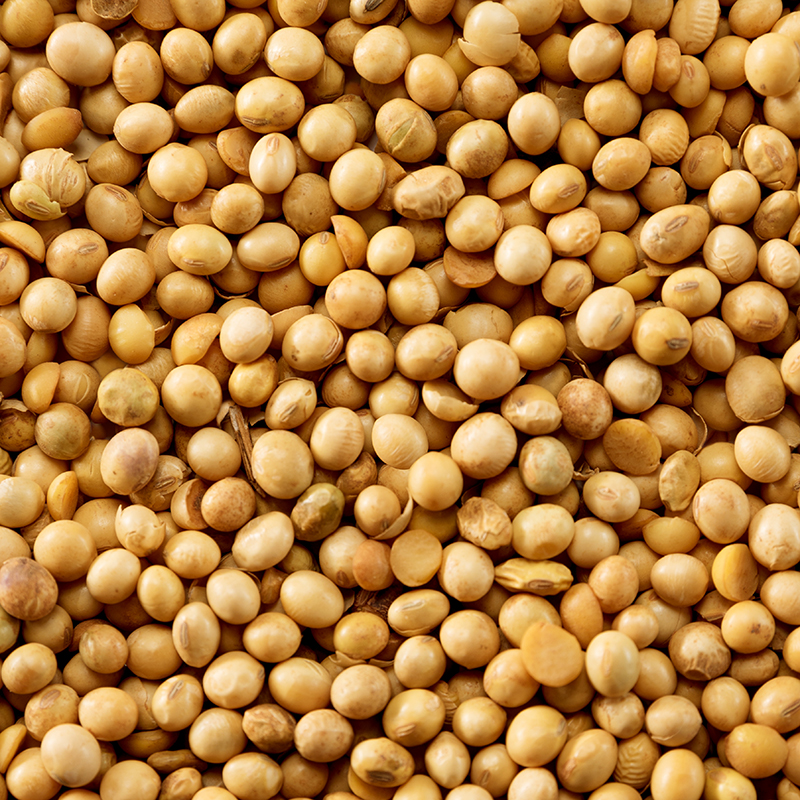 soybean ile ilgili görsel sonucu